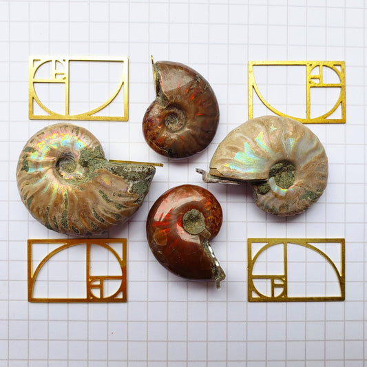 All About Ammonites